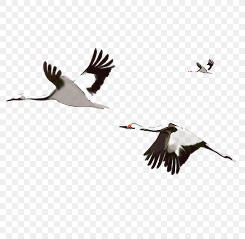 Crane Flight Water Bird, PNG, 800x800px, Crane, Beak, Bird, Ducks Geese And Swans, Fauna Download Free