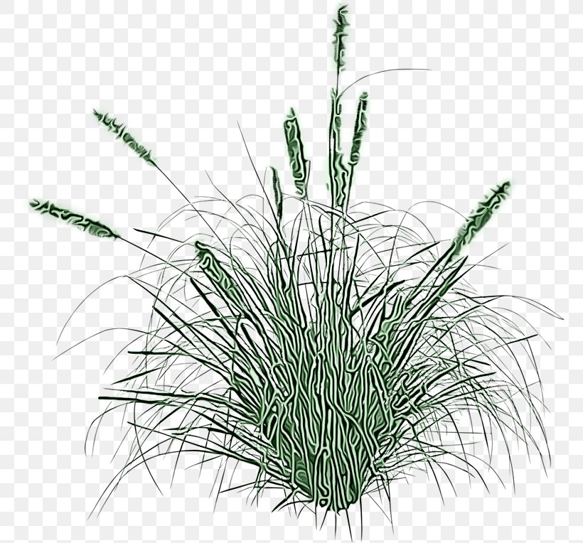 Grass Plant Elymus Repens Flowering Plant Grass Family, PNG, 768x764px, Grass, Chives, Chrysopogon Zizanioides, Elymus Repens, Flower Download Free