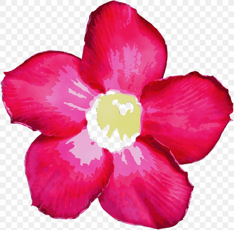 Petal Flower Pink Plant Flowering Plant, PNG, 1600x1575px, Watercolor, Desert Rose, Flower, Flowering Plant, Impatiens Download Free