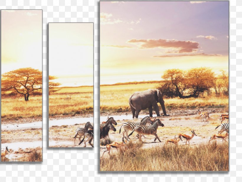 Savanna Desktop Wallpaper African Bush Elephant Lion Elephantidae, PNG, 1134x855px, Savanna, Africa, African Bush Elephant, African Elephant, Animal Download Free