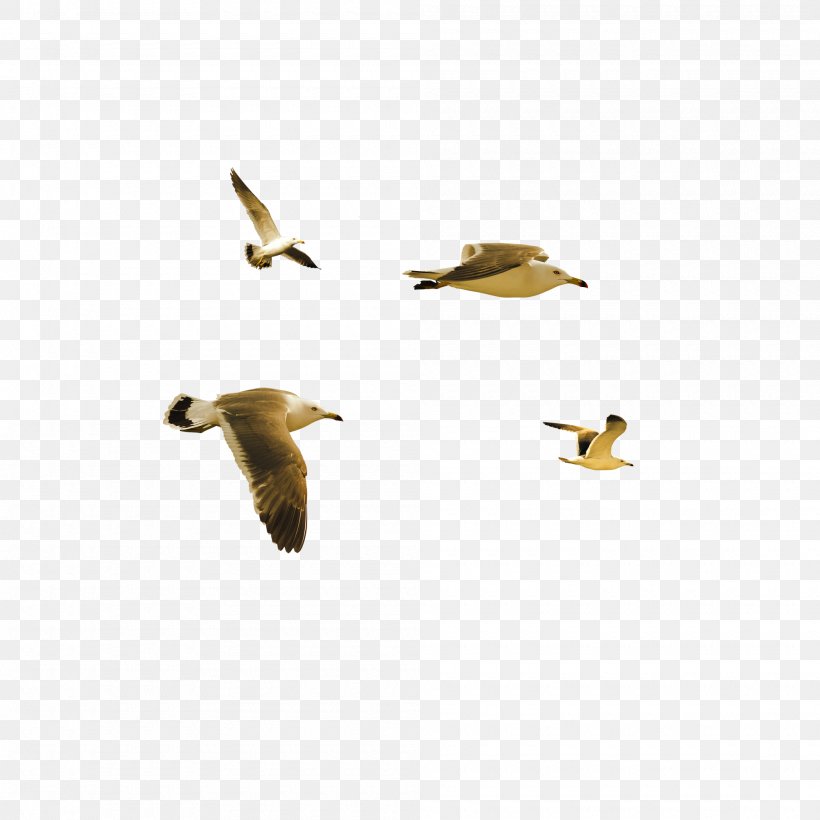 Bird Duck, PNG, 2000x2000px, Bird, Beak, Bird Flight, Duck, Ducks Geese And Swans Download Free