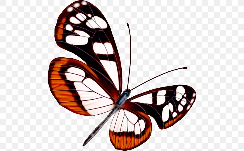 Butterfly Greta Oto, PNG, 500x508px, Butterfly, Arthropod, Brush Footed Butterfly, Butterflies And Moths, Greta Oto Download Free
