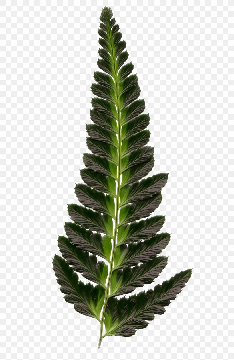 Leaf Burknar Plant, PNG, 1344x2072px, Leaf, Albom, Burknar, Evergreen, Fir Download Free