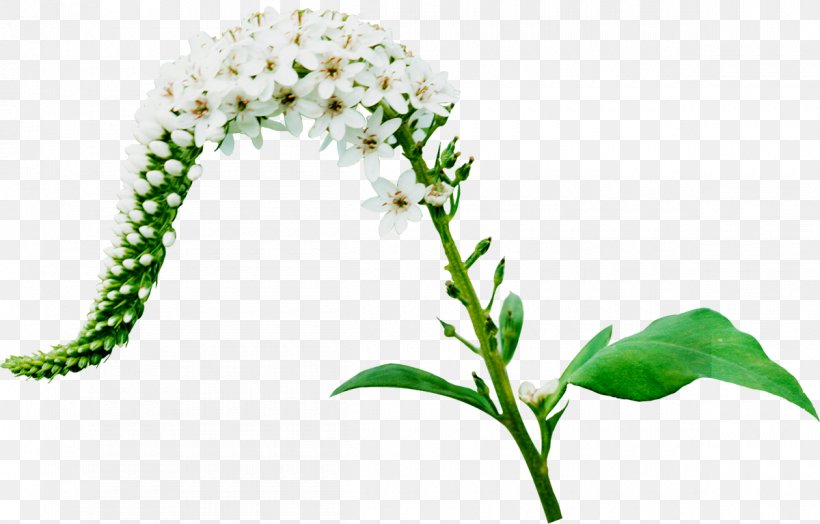 Flower Branch, PNG, 1200x768px, Flower, Cut Flowers, Flora, Flowering Plant, Gimp Download Free