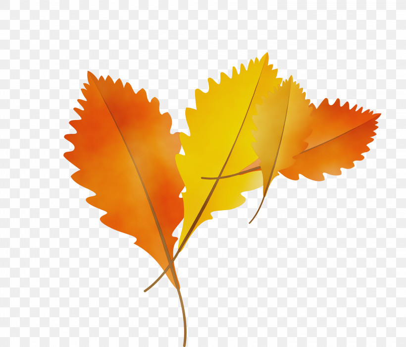 Maple Leaf, PNG, 3000x2562px, Autumn Leaf, Biology, Cartoon Leaf, Fall Leaf, Gratis Download Free