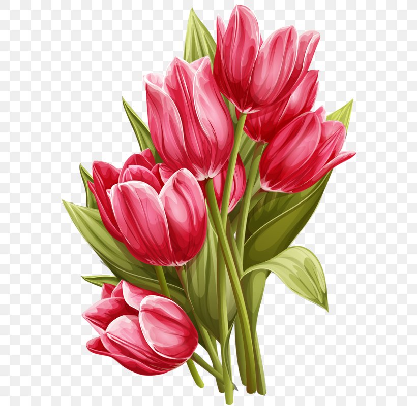 Tulip Flower Watercolor Painting Clip Art, PNG, 584x800px, Tulip, Art, Cut Flowers, Floral Design, Floristry Download Free