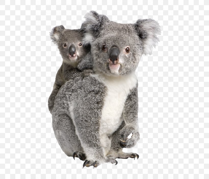 Baby Koala Billabong Zoo Bear Clip Art, PNG, 700x700px, Koala, Baby Koala, Bear, Billabong Zoo, Fur Download Free