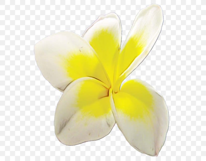 Petal Cut Flowers Yellow Flower Plants, PNG, 640x640px, Watercolor, Biology, Cut Flowers, Flower, Paint Download Free