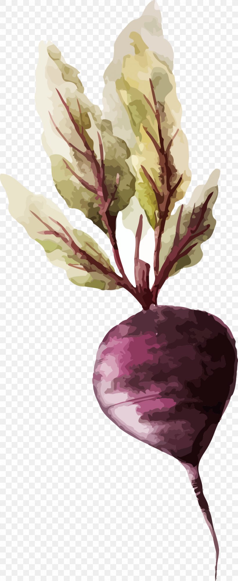 Watercolor Painting Vegetable Drawing Illustration, PNG, 971x2367px, Watercolor Painting, Beetroot, Branch, Carrot, Drawing Download Free