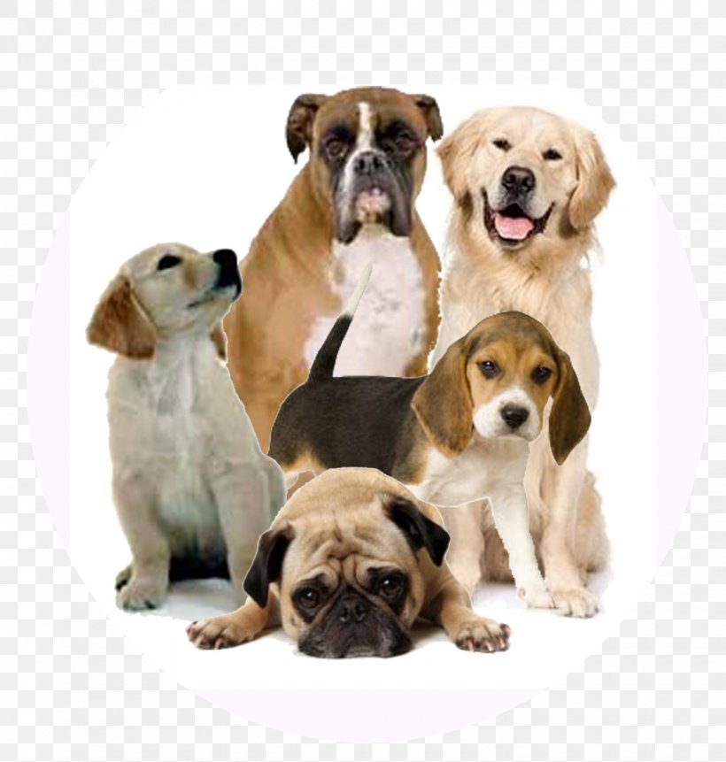 What Dog? Pet Veterinarian Dog Food, PNG, 1440x1512px, Dog, Animal, Assistance Dog, Carnivoran, Companion Dog Download Free