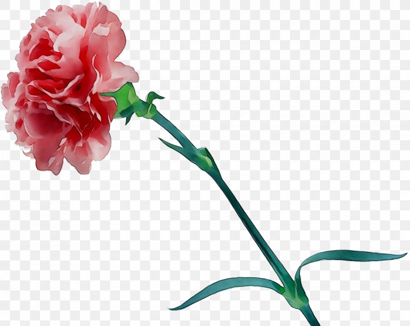 Carnation Garden Roses Cut Flowers Floral Design, PNG, 1320x1048px, Carnation, Artificial Flower, Botany, Bud, Cabbage Rose Download Free