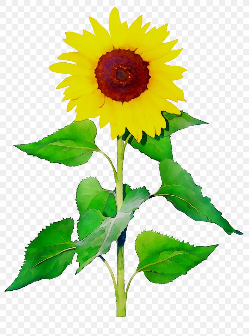 Common Sunflower Sunflower Seed Plant Stem Plants, PNG, 1110x1498px ...