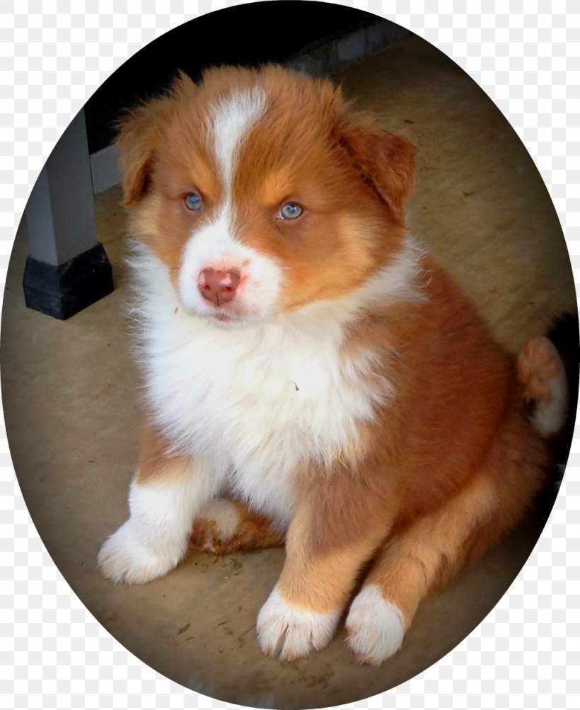 Dog Breed Australian Shepherd Miniature American Shepherd Puppy Nova Scotia Duck Tolling Retriever, PNG, 1022x1251px, Dog Breed, American Kennel Club, Australian Shepherd, Border Collie, Breed Download Free