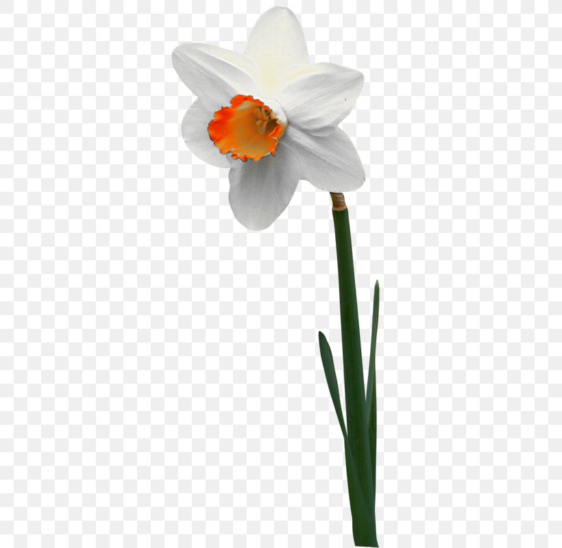 Narcissus Jonquilla Flower Jonquille Tulip, PNG, 393x800px, Narcissus, Amaryllis Family, Autumn, Daffodil, Flora Download Free
