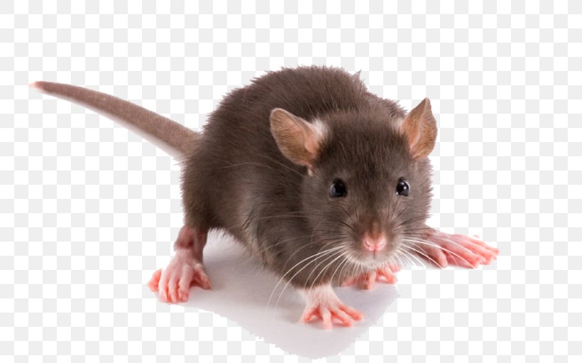Brown Rat Rodent Pest Control Black Rat Rat Trap, PNG, 768x511px, Brown Rat, Bait, Bed Bug, Black Rat, Fauna Download Free