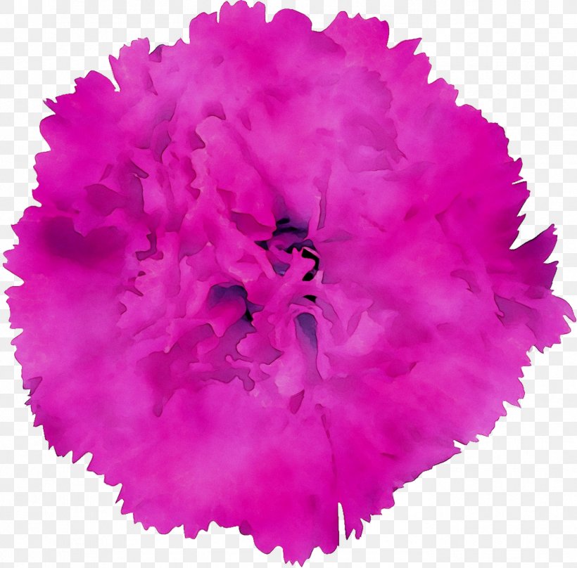 Carnation Cut Flowers Pink M RTV Pink, PNG, 1376x1356px, Carnation, Cut Flowers, Dianthus, Feather Boa, Flower Download Free