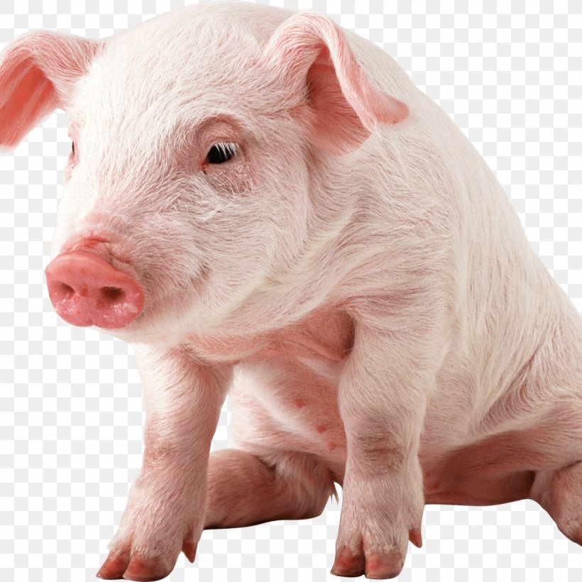 Domestic Pig Mummy Pig Clip Art, PNG, 1200x1200px, Domestic Pig, Hogs And Pigs, Image Resolution, Livestock, Mammal Download Free