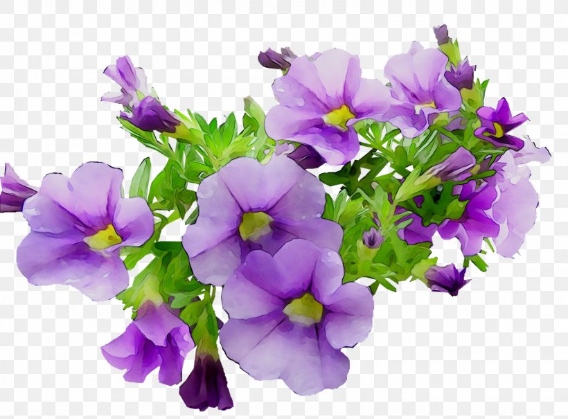 Annual Plant Primrose Plants, PNG, 1586x1171px, Annual Plant, Bellflower, Bellflower Family, Canterbury Bells, Flower Download Free