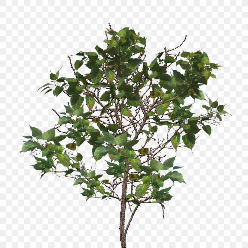 Tree Branch Twig, PNG, 1024x1024px, Tree, Branch, Flowerpot, Houseplant, Image File Formats Download Free