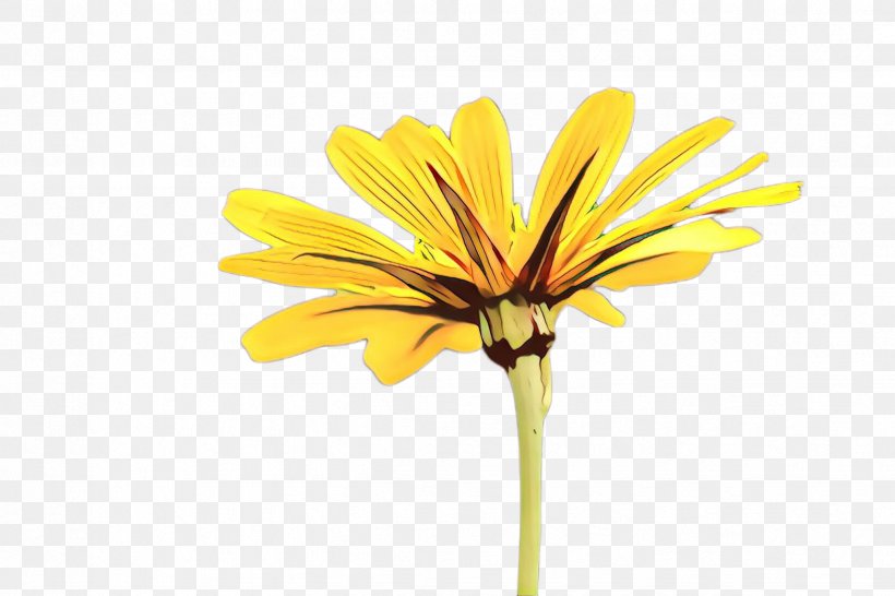 African Family, PNG, 2448x1632px, Cartoon, African Daisy, Artificial Flower, Barberton Daisy, Botany Download Free