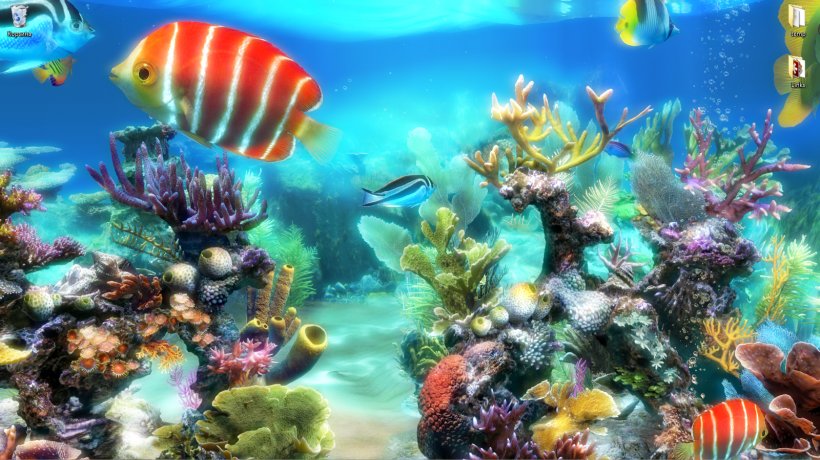 Aquariums Coral Reef Akwarystyka Morska, PNG, 1600x899px, Aquarium, Akwarystyka Morska, Aquariums, Biome, Coral Download Free