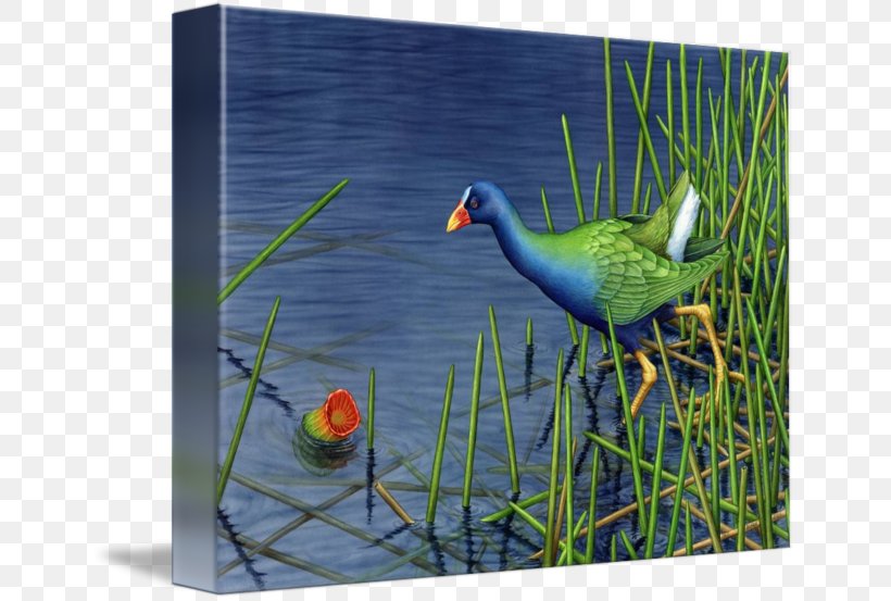 Bird Beak Goose Crane Cygnini, PNG, 650x553px, Bird, Anatidae, Beak, Crane, Crane Like Bird Download Free
