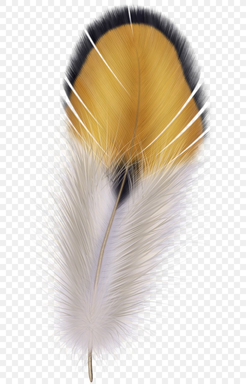 Bird The Floating Feather Pen Clip Art, PNG, 681x1280px, Bird, Argus, Drawing, Feather, Featherplucking Download Free
