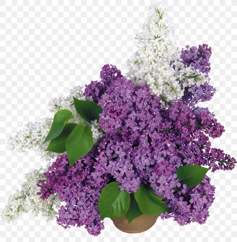Common Lilac Desktop Wallpaper Clip Art, PNG, 1057x1080px, Common Lilac, Annual Plant, Cut Flowers, Display Resolution, Flower Download Free