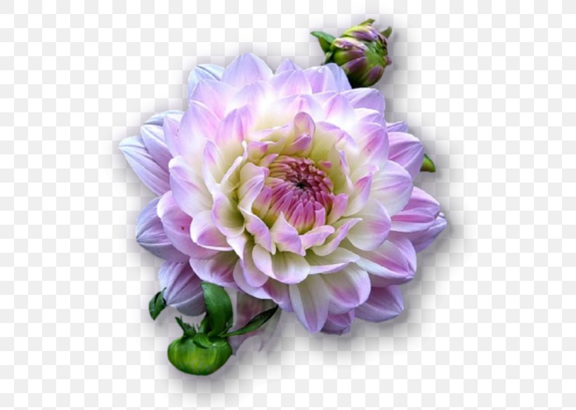 Dahlia Animaatio Cut Flowers, PNG, 536x584px, Dahlia, Animaatio, Annual Plant, Aster, Cabbage Rose Download Free