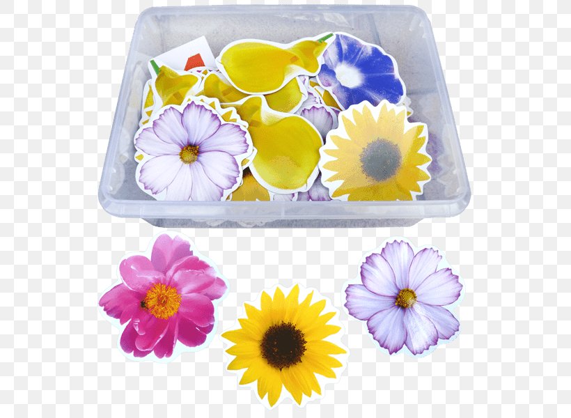 Petal Floristry Violet Cut Flowers, PNG, 600x600px, Petal, Cut Flowers, Family, Floristry, Flower Download Free