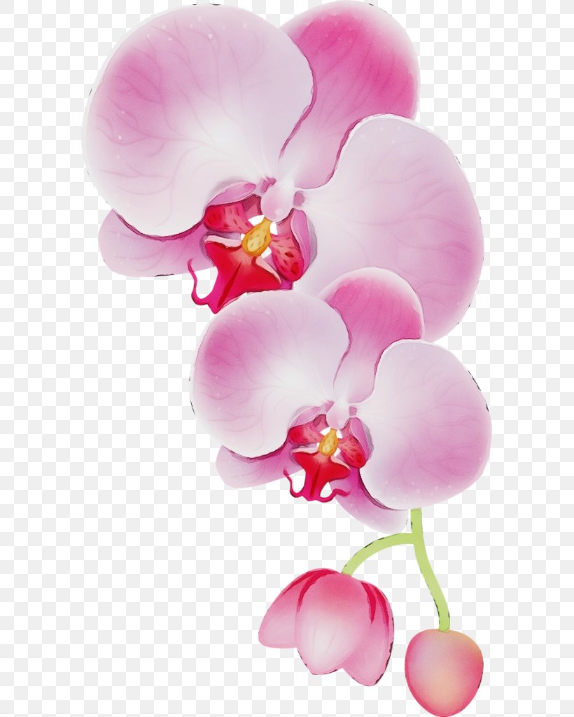 Pink Flower Cartoon, PNG, 587x1024px, Watercolor, Blossom, Drawing, Flower, Inkstick Download Free