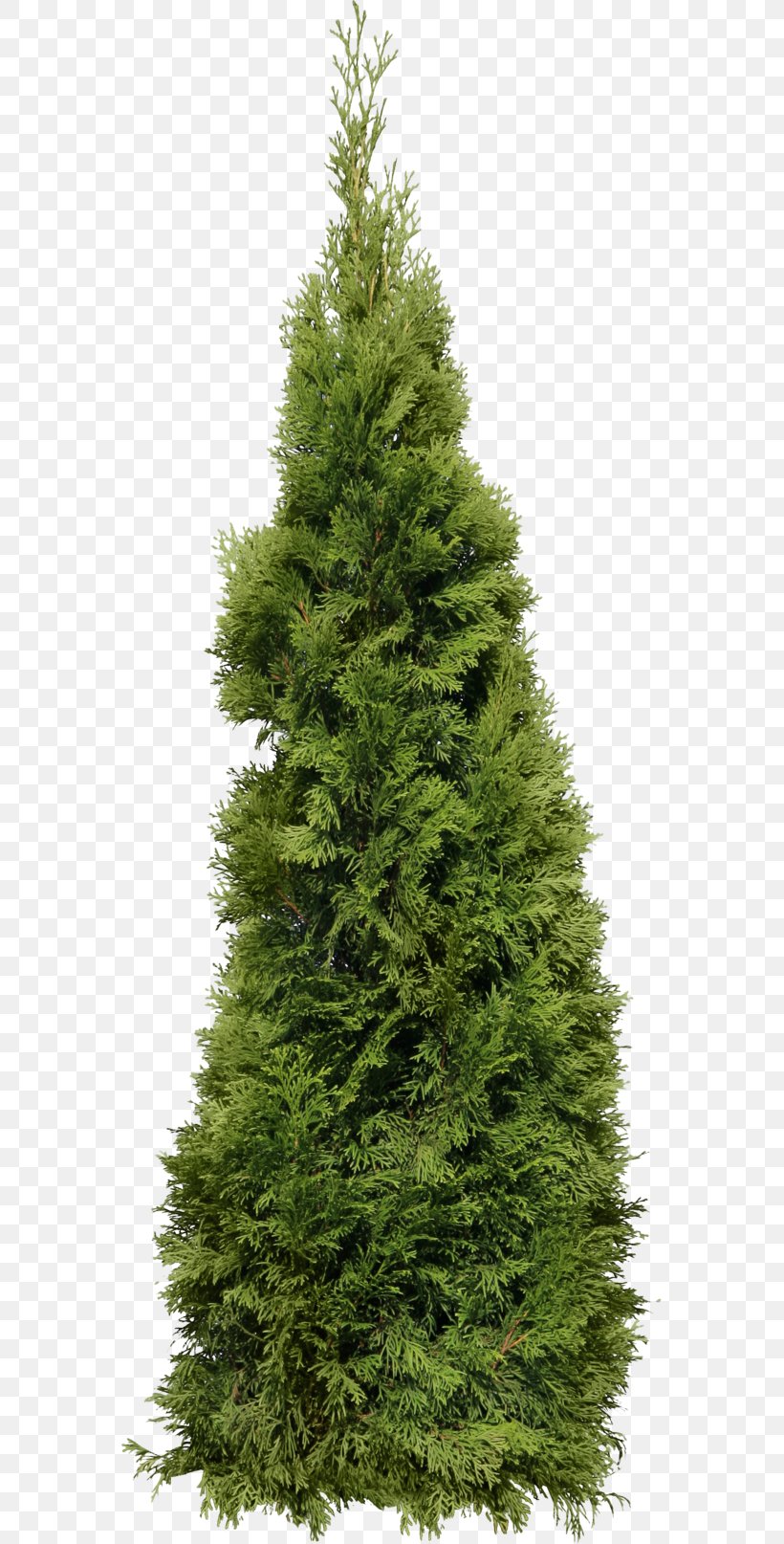 Clip Art Tree Fir Mediterranean Cypress, PNG, 565x1614px, Tree, Bald Cypress, Biome, Christmas Decoration, Christmas Tree Download Free