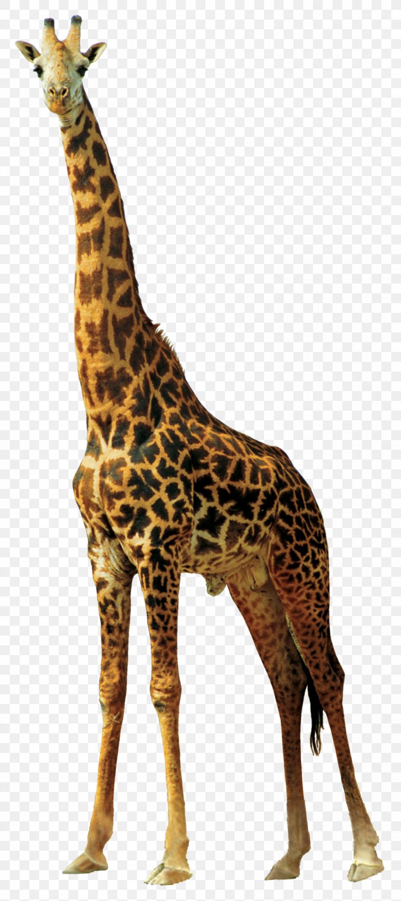 Africa Northern Giraffe Animal, PNG, 1468x3300px, Africa, Animal, Fauna, Giraffe, Giraffidae Download Free