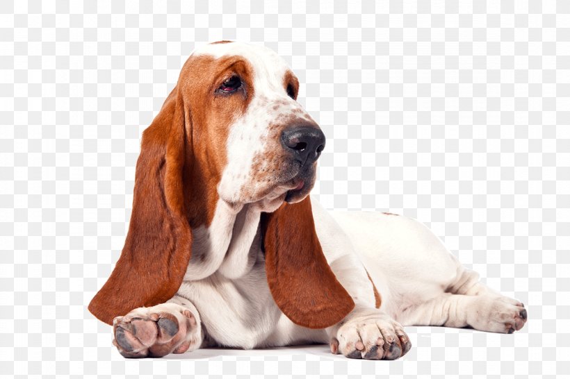 Basset Hound Beagle Bichon Frise Puppy, PNG, 1170x780px, Basset Hound, Beagle, Bichon Frise, Companion Dog, Dog Download Free