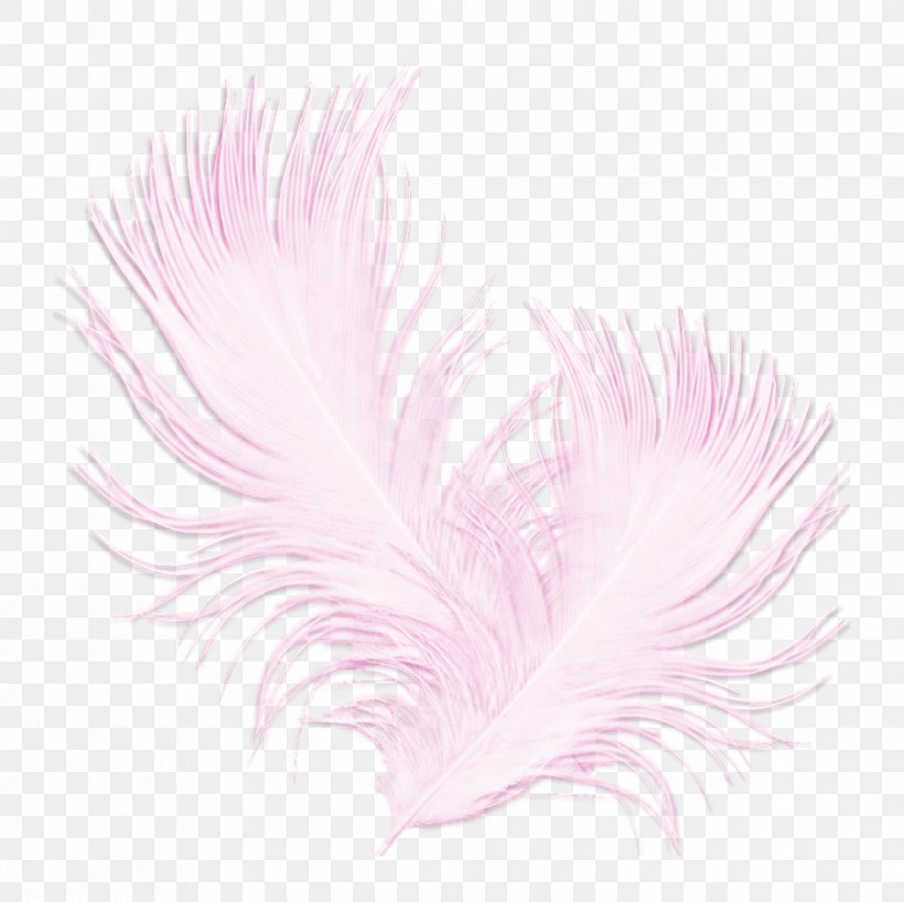 Feather Clip Art, PNG, 2437x2433px, Feather, Garden Roses, Internet, Liveinternet, Petal Download Free