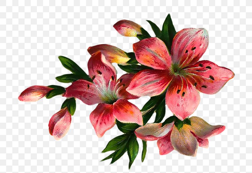 Flower Clip Art, PNG, 788x564px, Flower, Alstroemeriaceae, Audio Video Interleave, Cut Flowers, Floral Design Download Free