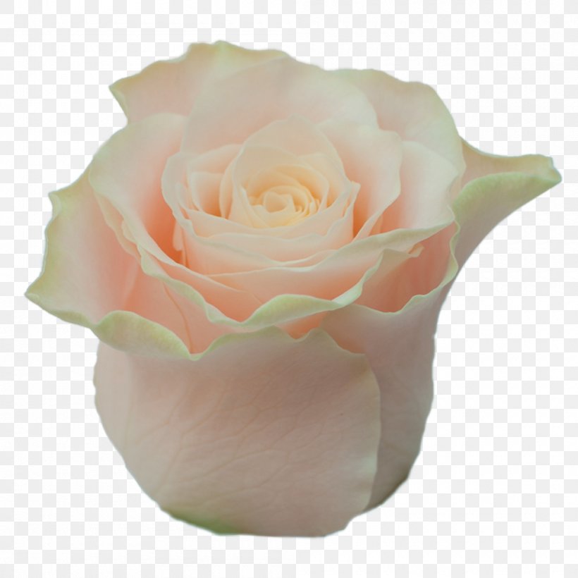 Garden Roses Cabbage Rose Floribunda Cut Flowers Pink, PNG, 1000x1000px, Garden Roses, Cabbage Rose, Cultivar, Cut Flowers, Fasting In Islam Download Free