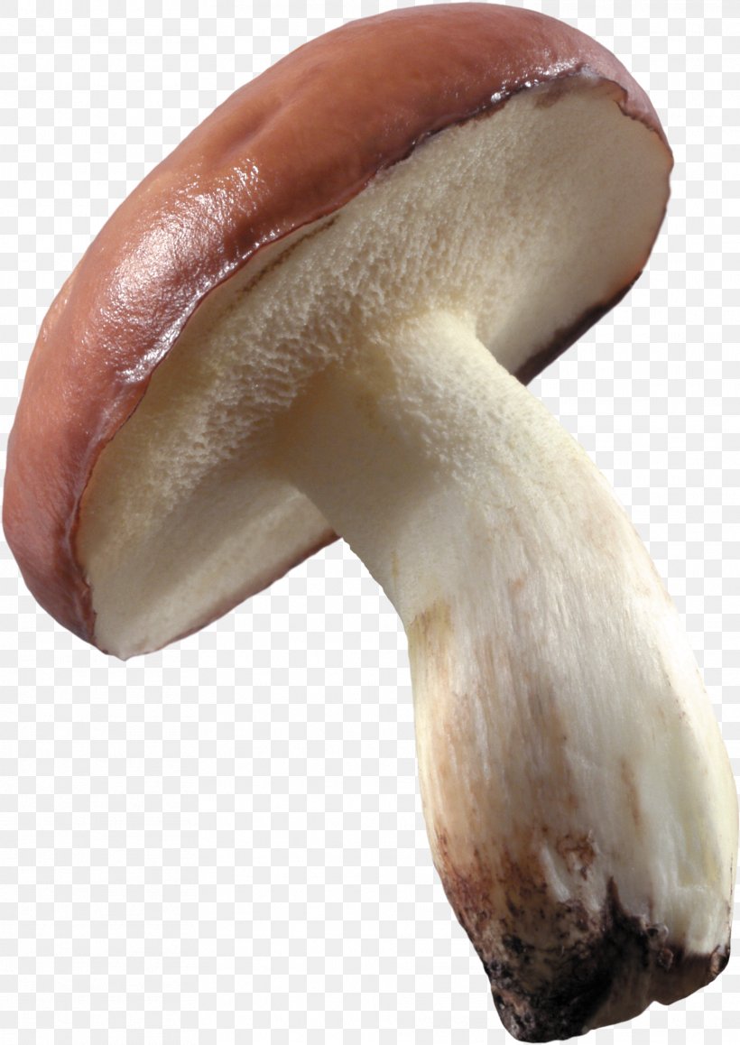Mushroom Food Image File Formats Fungus, PNG, 1921x2713px, Mushroom, Agaricaceae, Agaricomycetes, Agaricus, Champignon Mushroom Download Free
