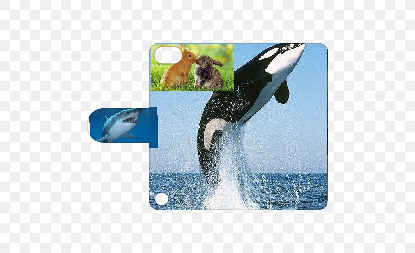 The Killer Whale Cetaceans Humpback Whale, PNG, 500x500px, Watercolor, Cartoon, Flower, Frame, Heart Download Free