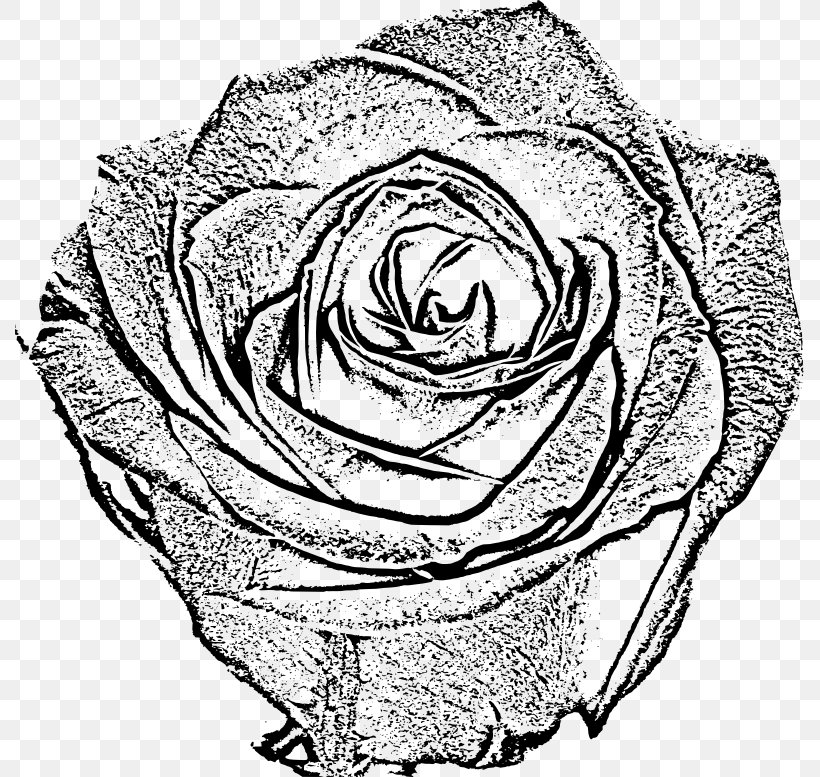 Garden Roses Black And White Drawing Sketch, PNG, 789x777px, Watercolor, Cartoon, Flower, Frame, Heart Download Free