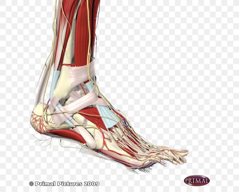 Heel Ankle Human Body Anatomy Foot, PNG, 660x660px, Watercolor, Cartoon, Flower, Frame, Heart Download Free
