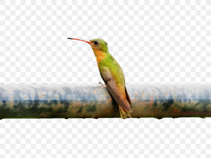 Hummingbird, PNG, 1920x1440px, Bird, Beak, Coraciiformes, Hummingbird, Paint Download Free