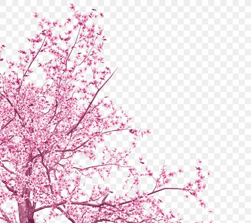 National Cherry Blossom Festival Pink, PNG, 1772x1575px, National Cherry Blossom Festival, Blossom, Branch, Cherry, Cherry Blossom Download Free