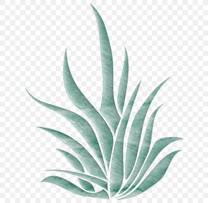 Aloe Vera Plant Landscape, PNG, 668x800px, Aloe Vera, Agave, Aloe, Donald Judd, Drug Download Free