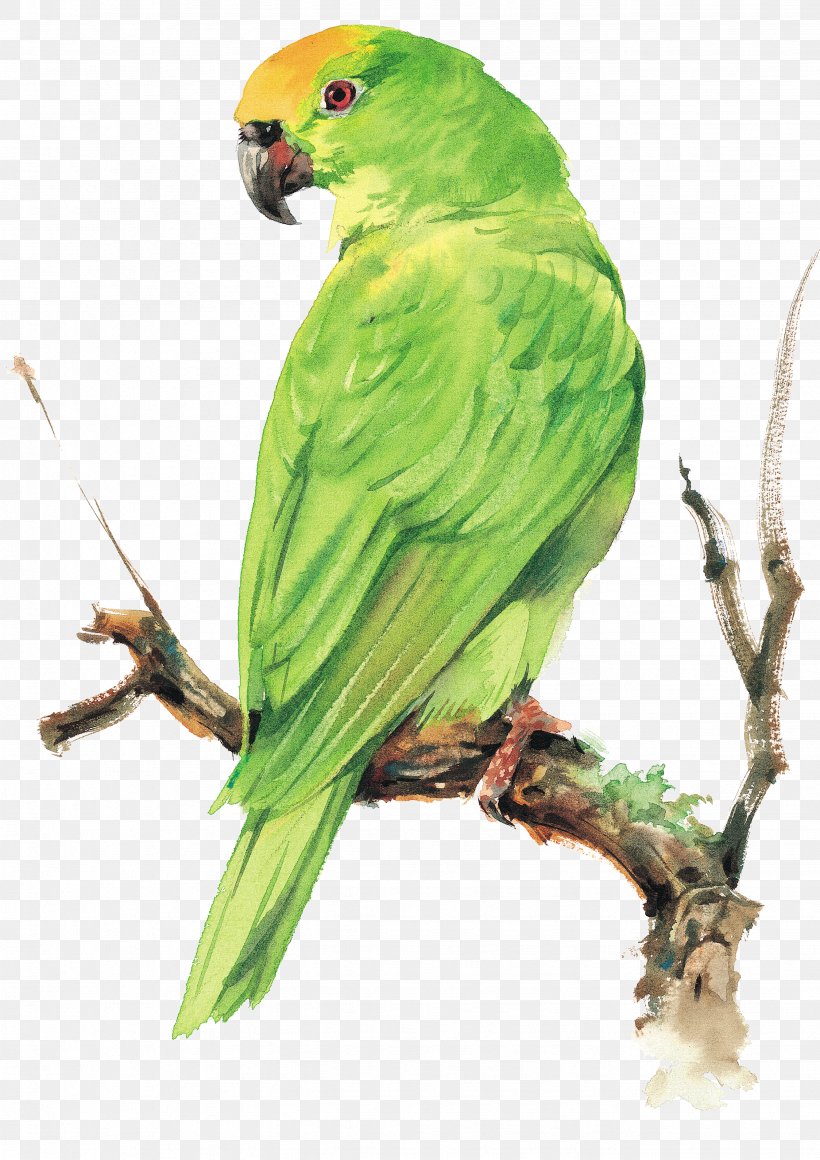 Bird Parrot, PNG, 2672x3780px, Bird, Beak, Bird Supply, Birdandflower Painting, Common Pet Parakeet Download Free