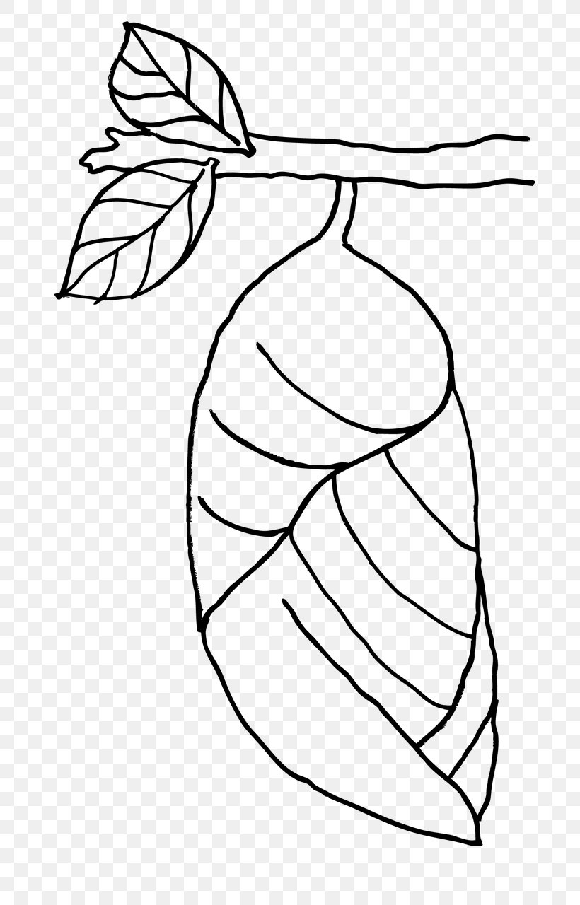 Butterfly Leaf Insect Coloring Book Pupa, PNG, 747x1280px, Watercolor, Cartoon, Flower, Frame, Heart Download Free