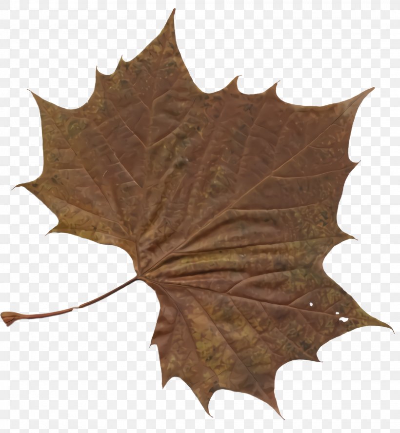 Maple Leaf, PNG, 1920x2080px, Leaf, Black Maple, Black Oak, Brown, Maple Leaf Download Free