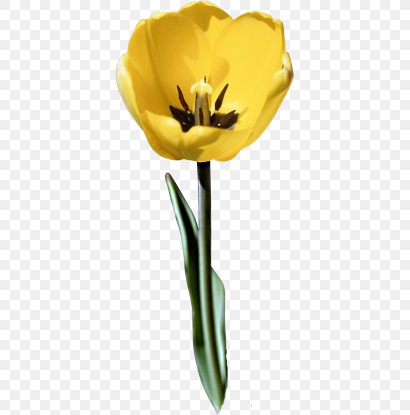 Tulip Cut Flowers Plant Stem Petal B2 First, PNG, 357x830px, Tulip, B2 First, Cut Flowers, Flower, Flowering Plant Download Free