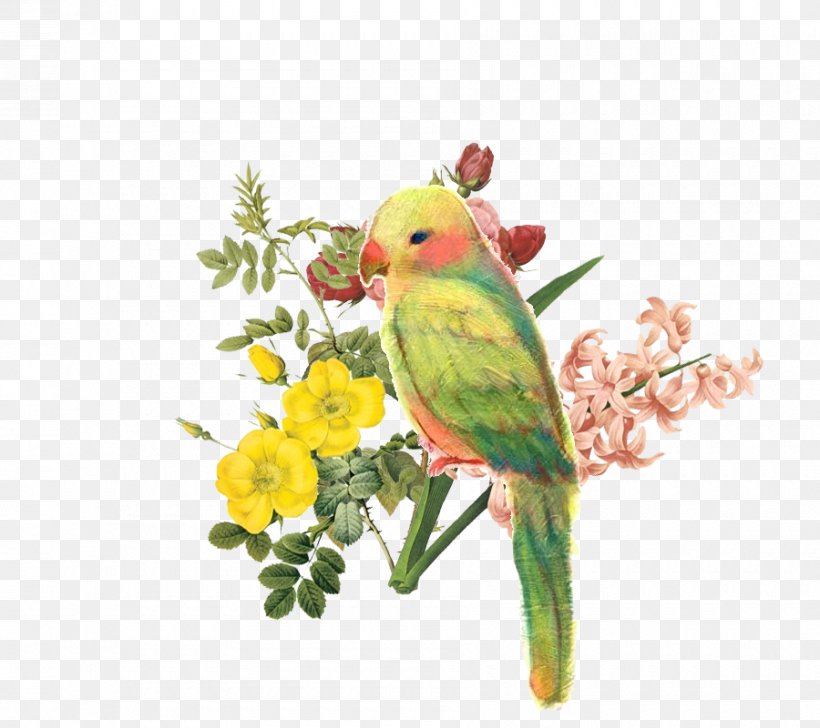 Budgerigar Amazon Parrot Lovebird, PNG, 900x800px, Budgerigar, Amazon Parrot, Beak, Bird, Bird Supply Download Free