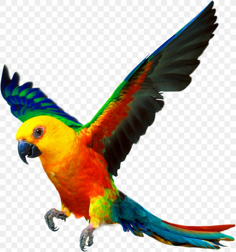 Companion Parrot Bird Cockatiel Color, PNG, 838x893px, Parrot, Aliexpress, Animal, Beak, Bird Download Free